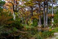 Cypress Trees on Hamilton Creek