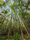 Cyprus trees in the sunlight in the swamp Royalty Free Stock Photo