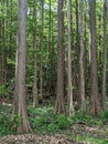 Cyprus trees in the sunlight in the swamp Royalty Free Stock Photo