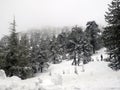 Cyprus Troodos mountains with snow at winter time Royalty Free Stock Photo