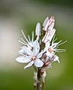 Cyprus Winter Flower