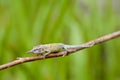 Cyrano Chameleon - Madagascar Endemic Reptile Royalty Free Stock Photo