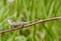 Cyrano Chameleon - Madagascar Endemic Reptile Royalty Free Stock Photo