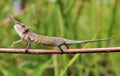 Cyrano Chameleon - Madagascar Endemic Reptile