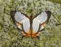 Cyrestis Nivea Nivalis butterfly in a garden