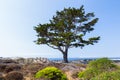 Cyrpus Tree Lines Path To Monterey Bay