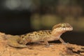 Clouded ground gecko, Cyrtodactylus nebulosus. Visakhapatnam, Andhra Pradesh, India Royalty Free Stock Photo