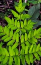 Cyrtomium falcatum, holly fern