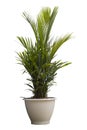 Cyrtostachys renda Blume, Sealing wax palm, lipstick palm, Raja palm or Maharajah Palm growing in white plastic pot the garden.