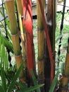 Cyrtostachys renda or Red sealing wax palm. Royalty Free Stock Photo