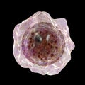 Cyst of Balamuthia mandrillaris amoeba