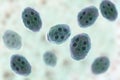 Cyst of Giardia intestinalis protozoan Royalty Free Stock Photo