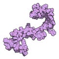 Cystatin C (V57D mutant). Protein used as biomarker of kidney function. 3D rendering based on protein data bank entry 3sva Royalty Free Stock Photo