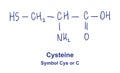Cysteine chemical structure. Vector illustration Hand drawn Royalty Free Stock Photo