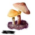 Cystoderma amianthinum parasol, saffron powder-cap, small orange-ochre, or yellowish-brown, gilled mushroom. Edible fungus Royalty Free Stock Photo