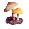 Cystoderma amianthinum parasol, saffron powder-cap, small orange-ochre, or yellowish-brown, gilled mushroom. Edible fungus Royalty Free Stock Photo