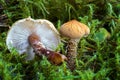 Cystoderma. Inedible mushrooms. Royalty Free Stock Photo