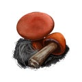 Cystodermella cinnabarina or cinnabarinum mushroom closeup digital art illustration. Boletus has bright reddish orange cap.