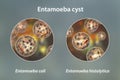 Cysts of Entamoeba protozoan, 3D illustration