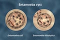 Cysts of Entamoeba protozoan, 3D illustration