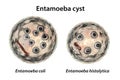 Cysts of Entamoeba protozoan, 3D illustration