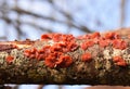 Scarlet splash fungus Cytidia salicina Royalty Free Stock Photo