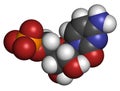 Cytidine monophosphate (CMP, cytidylate) RNA building block molecule. Atoms are represented as spheres with conventional color