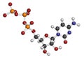 Cytidine triphosphate (CTP) RNA building block molecule. Also functions as cofactor to some enzymes. Atoms are represented as