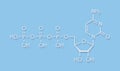 Cytidine triphosphate CTP RNA building block molecule. Also functions as cofactor to some enzymes. Skeletal formula.
