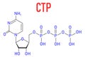 Cytidine triphosphate or CTP RNA building block molecule. Also functions as cofactor to some enzymes. Skeletal formula.