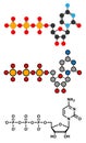 Cytidine triphosphate (CTP) RNA building block molecule. Also functions as cofactor to some enzymes