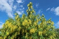 Cytisus Broom shrub yellow flowers on a blue sky background