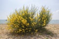 Cytisus Broom on Southchurch Beach, England, United Kingdom