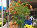 A cytisus bush with red and yellow flowers Royalty Free Stock Photo