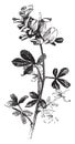 Cytisus Racemosus vintage illustration