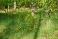 Cytisus scoparius blooms with yellow flowers in a birch grove in May. Berlin, Germany