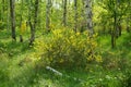 Cytisus scoparius blooms with yellow flowers in a birch grove in May. Berlin, Germany