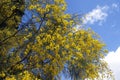 Cytisus scoparius. Common broom. Scotch broom. Shrub Royalty Free Stock Photo