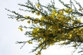 Cytisus scoparius. Common broom. Scotch broom. Shrub Royalty Free Stock Photo