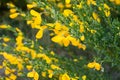 Cytisus scoparius, common broom or Scotch broom yellow flowers c Royalty Free Stock Photo