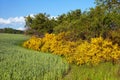 Cytisus scoparius, the common broom or Scotch broom Royalty Free Stock Photo