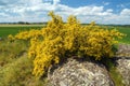 Cytisus scoparius, the common broom or Scotch broom Royalty Free Stock Photo