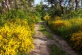 Cytisus scoparius, the common broom or Scotch broom Royalty Free Stock Photo