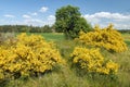 Cytisus scoparius common broom Scotch yellow flowering Royalty Free Stock Photo