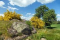 Cytisus scoparius common broom Scotch yellow flowering Royalty Free Stock Photo