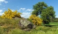 Cytisus scoparius common broom Scotch yellow flowering Royalty Free Stock Photo