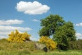 Cytisus scoparius common broom Scotch yellow flowering Royalty Free Stock Photo