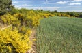 Cytisus scoparius, the common broom or Scotch broom Royalty Free Stock Photo