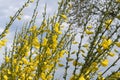 Cytisus scoparius, common broom or Scotch broom yellow flowers closeup selective focus Royalty Free Stock Photo