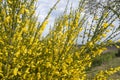 Cytisus scoparius, common broom or Scotch broom yellow flowers closeup selective focus Royalty Free Stock Photo